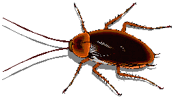 cockroach
