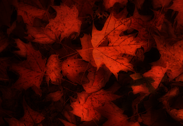 Pattern-0119.png